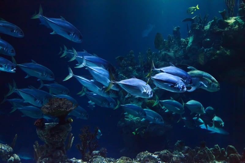 Underwater Exploration